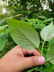 Diospyros japonica