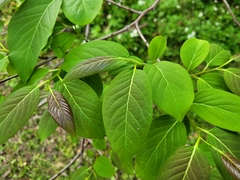 Diospyros japonica