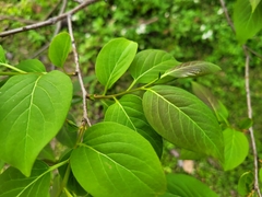Diospyros japonica