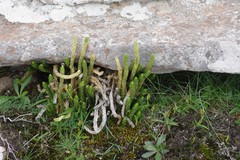 Phlegmariurus saururus