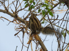 Funambulus pennantii