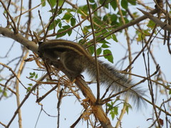 Funambulus pennantii