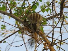 Funambulus pennantii