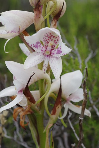 Disa crassicornis Lindl.