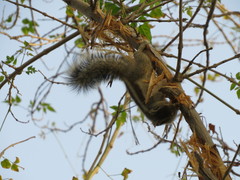 Funambulus pennantii