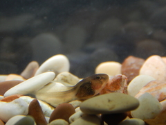 Chalcorana chalconota