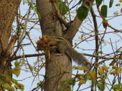 Funambulus pennantii