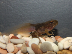 Chalcorana chalconota