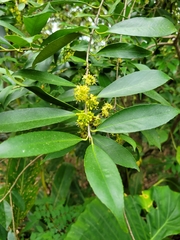 Ilex formosana
