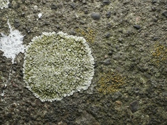 Protoparmeliopsis muralis