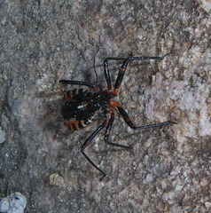 Rhynocoris iracundus