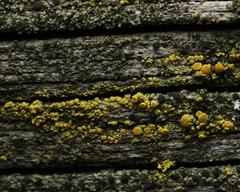 Candelariella vitellina