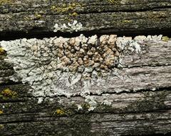 Protoparmeliopsis muralis