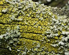 Candelariella vitellina