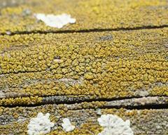 Candelariella vitellina