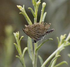 Leptotes marina