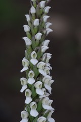 Brownleea parviflora