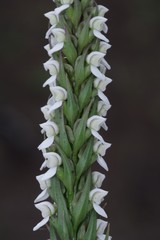 Brownleea parviflora