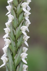 Brownleea parviflora