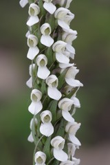 Brownleea parviflora