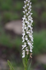 Brownleea parviflora