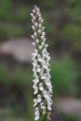 Brownleea parviflora