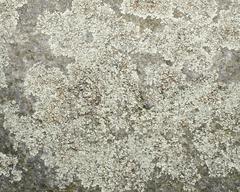 Protoparmeliopsis muralis