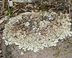 Protoparmeliopsis muralis