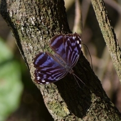Myscelia ethusa ethusa
