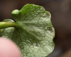Urocystis ficariae