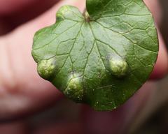 Urocystis ficariae