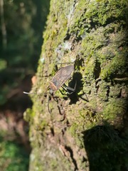 Laminiceps