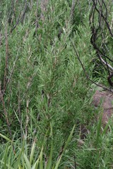 Bergbambos tessellata