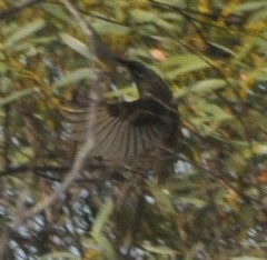 Lichenostomus cratitius