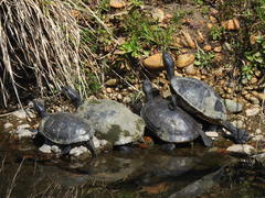 Trachemys scripta elegans