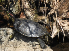 Trachemys scripta elegans