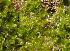 Ulva californica
