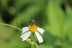 Megachile igniscopata
