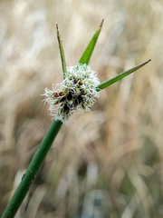 Cyperus gymnocaulos