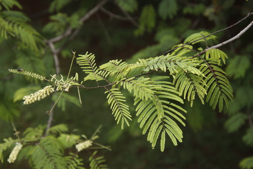 Acacia ataxacantha image