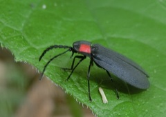 Pyrocoelia formosana