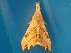 Trigonistis