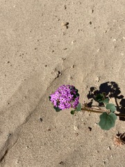 Abronia villosa