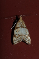 Gymnobathra hamatella