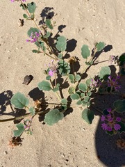 Abronia villosa