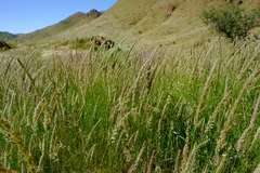 Centropodia glauca