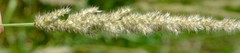 Centropodia glauca