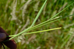 Centropodia glauca