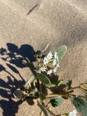 Abronia villosa