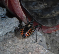 Rhynocoris iracundus